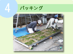 �p�b�L���O